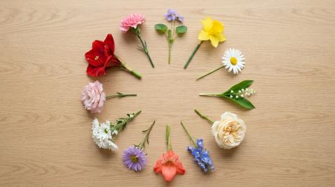 Цветок по месяцу рождения: таблица 12 месяцев и почему списки спорят