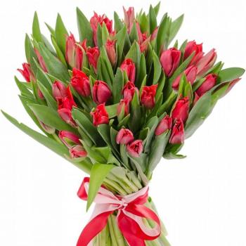 Красные тюльпаны 25 шт артикул: 142680